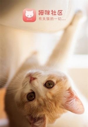 猫咪社区  v1.0.28图3