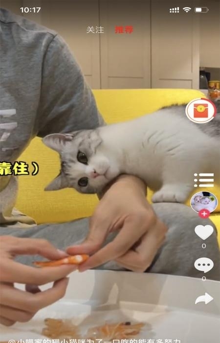 小萌猫